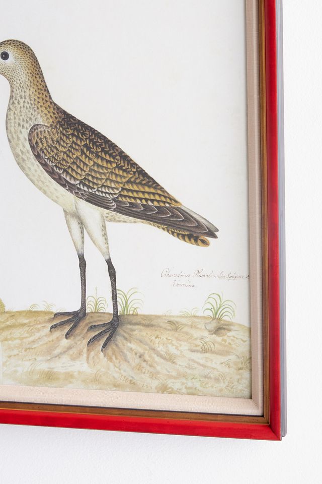 Rudbeck Swedish Birds Wall Art #1