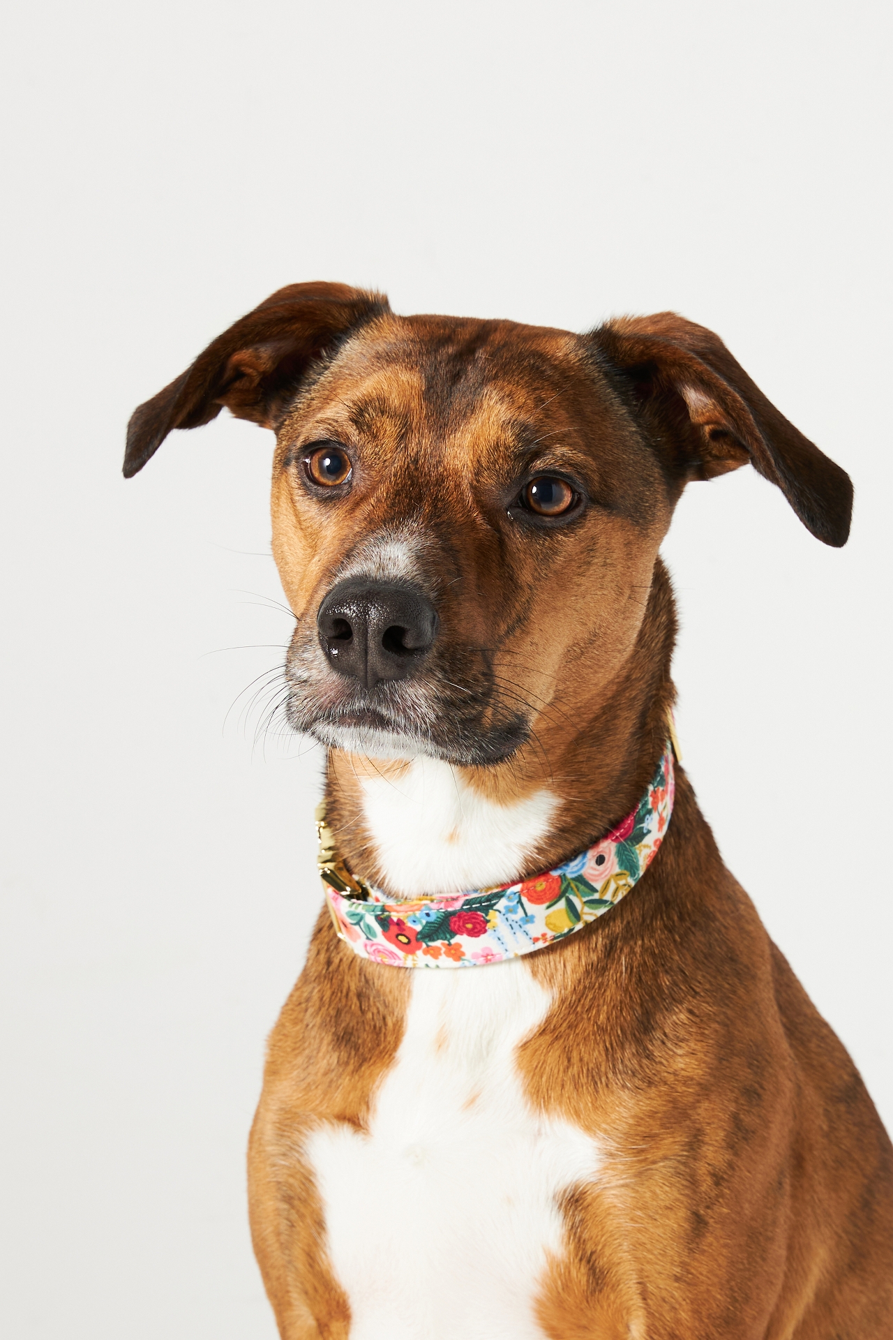 Rifle Paper Co. x The Foggy Dog Garden Party Collar