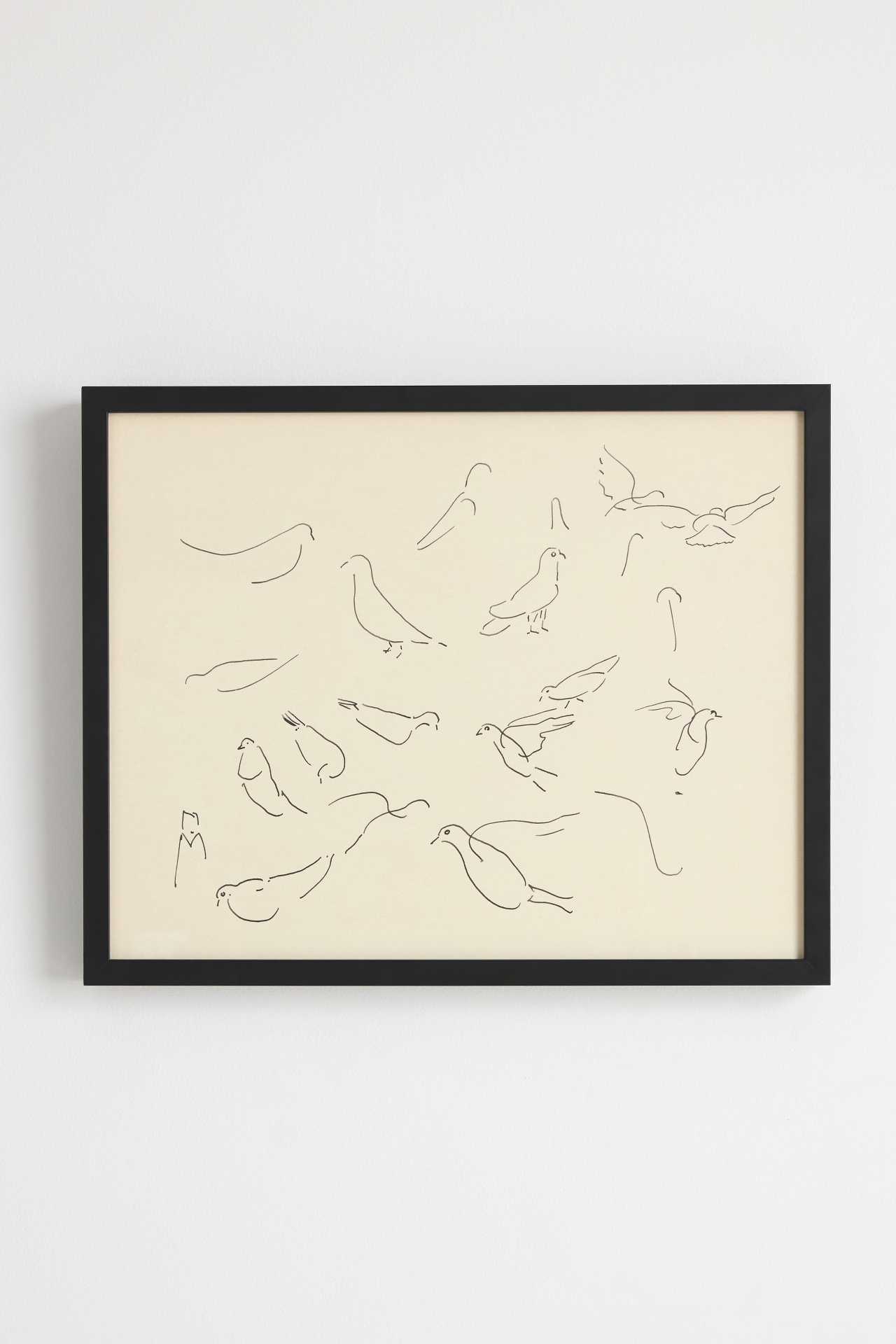 Studies of Pigeons Wall Art