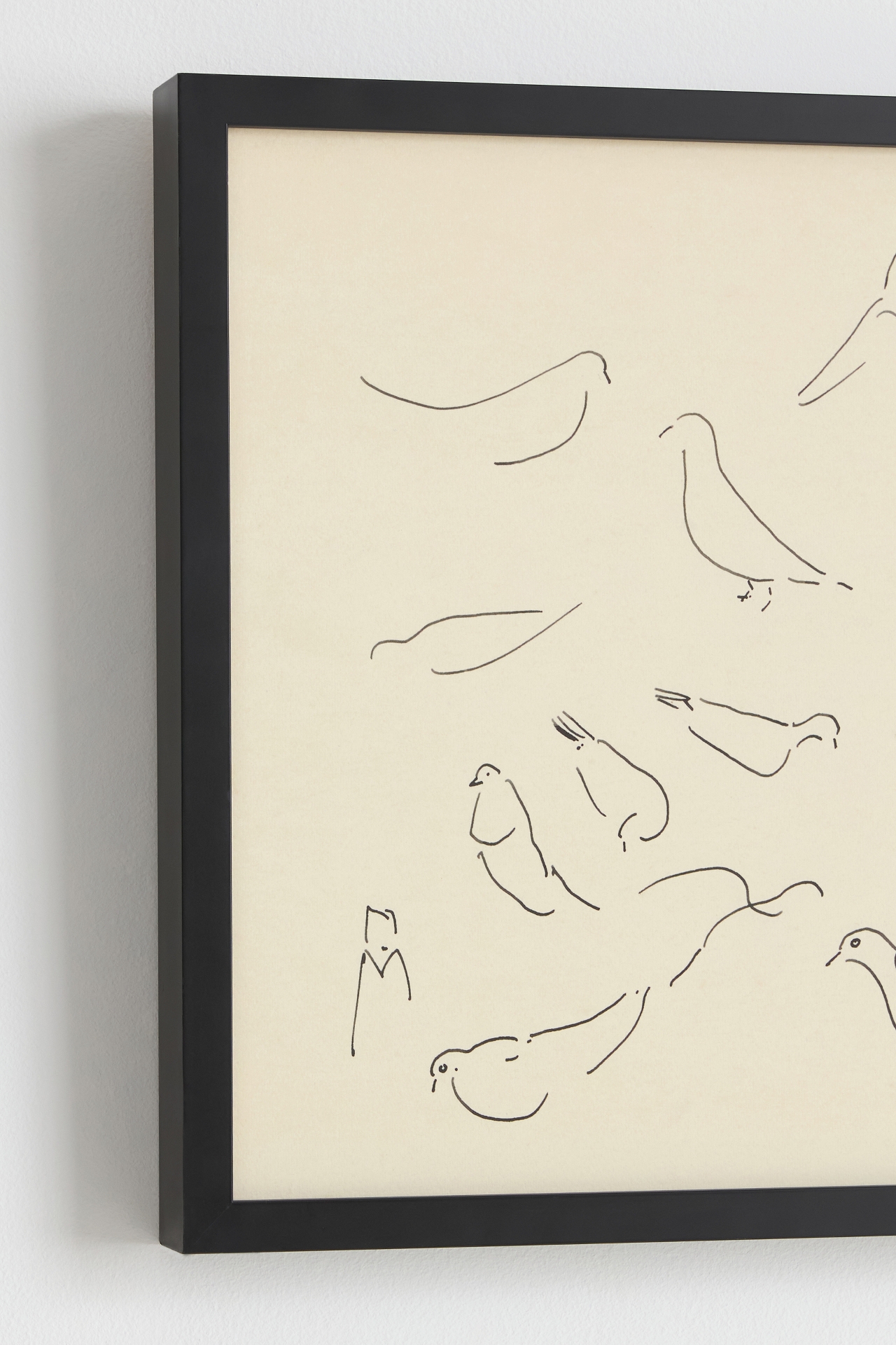 Studies of Pigeons Wall Art