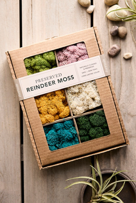 Terrain Preserved Reindeer Moss Collection