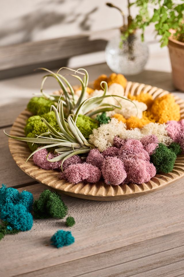 Preserved Reindeer Moss Collection #1