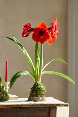 Moss Wrapped Amaryllis Bulb with Stand, Red