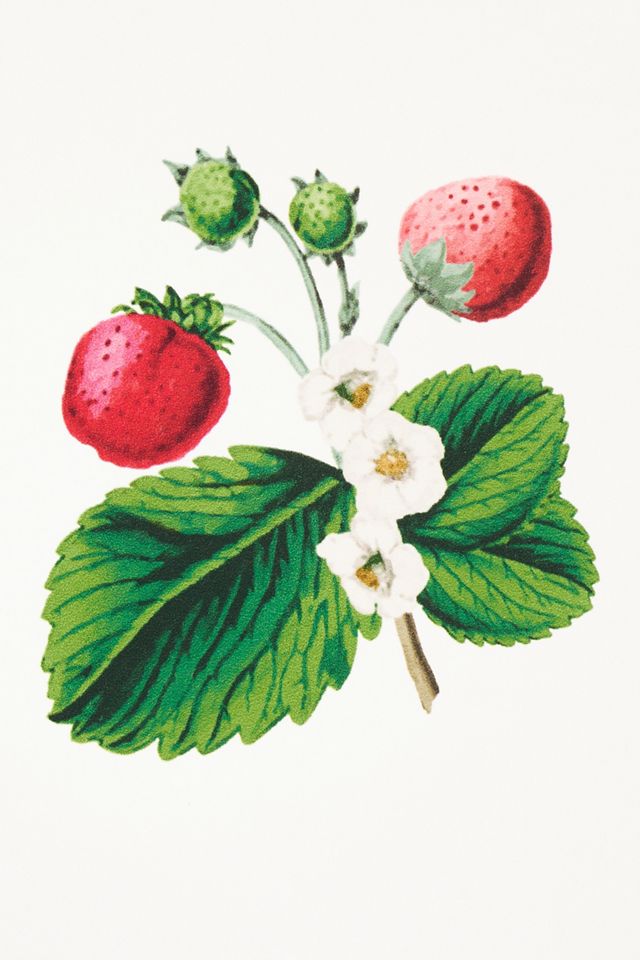 Schumacher x Johnson Hartig Strawberry Hill Wallpaper #3