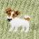 Jack Russell