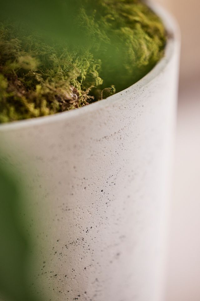 Cement Cylinder Pot + Saucer Set #2