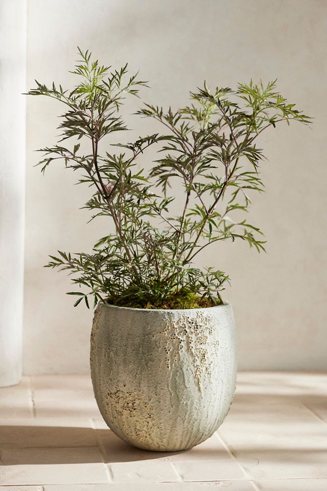 Barnacle Fiber Concrete Egg Planter #4