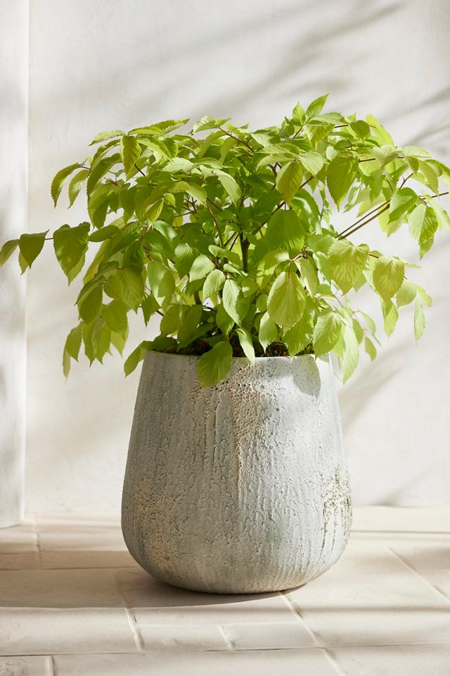 Barnacle Fiber Concrete Tall Droplet Planter #1