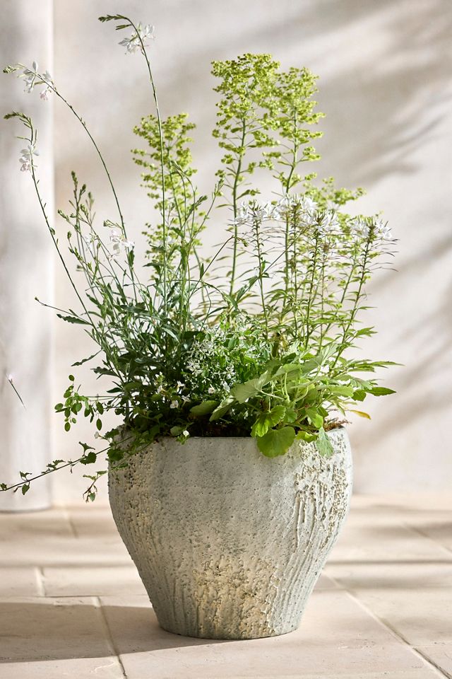 Barnacle Fiber Concrete Curved Jar Planter #3