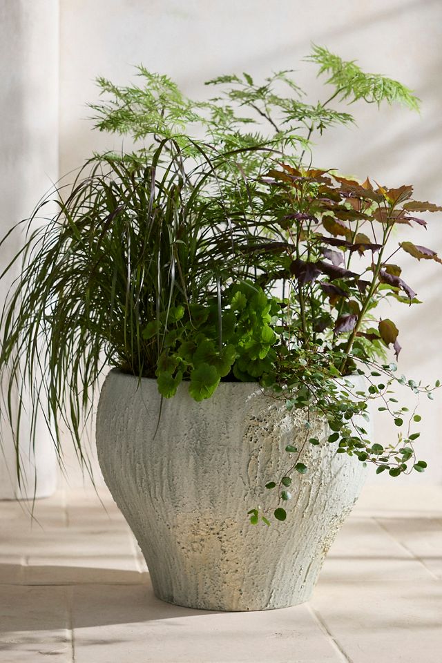 Barnacle Fiber Concrete Curved Jar Planter #5