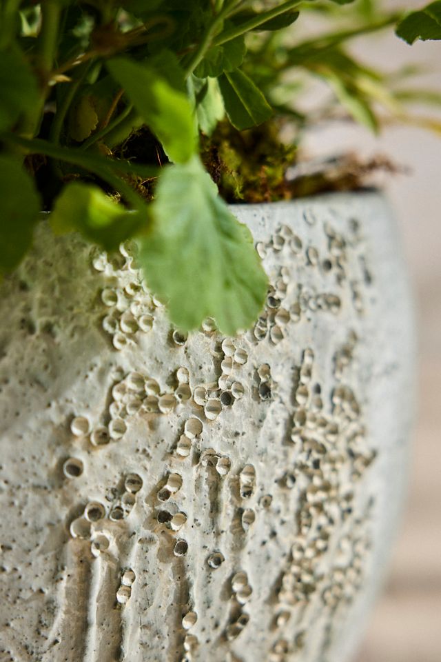 Barnacle Fiber Concrete Curved Jar Planter #2