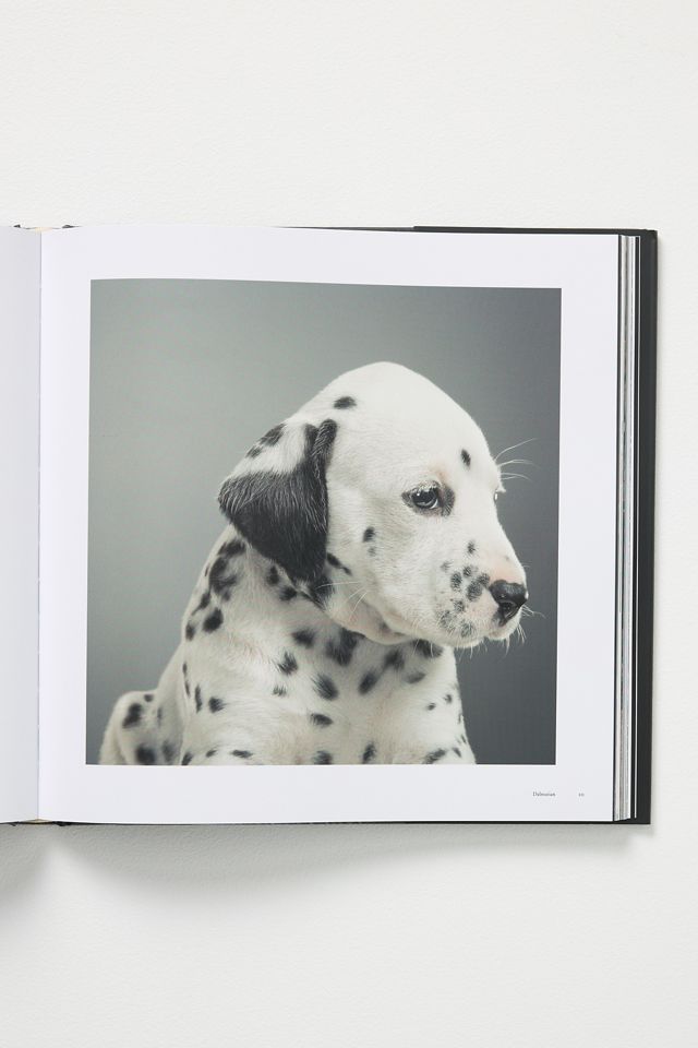 Dogs: Photographs by Tim Flach #1