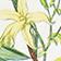 Sandalwood Vanilla