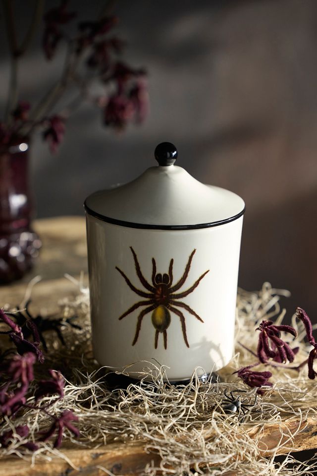 Spider Jar Candle, Nocturnal Rituals | AnthroLiving