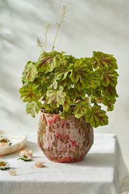 Shop Terrain Harris Glazed Terracotta Pot