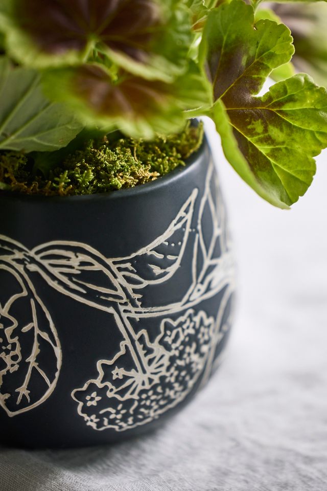 Umbel Ceramic Planter #1