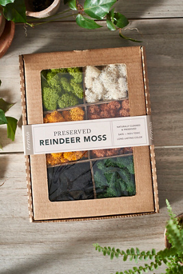 Terrain Autumn Reindeer Moss Collection
