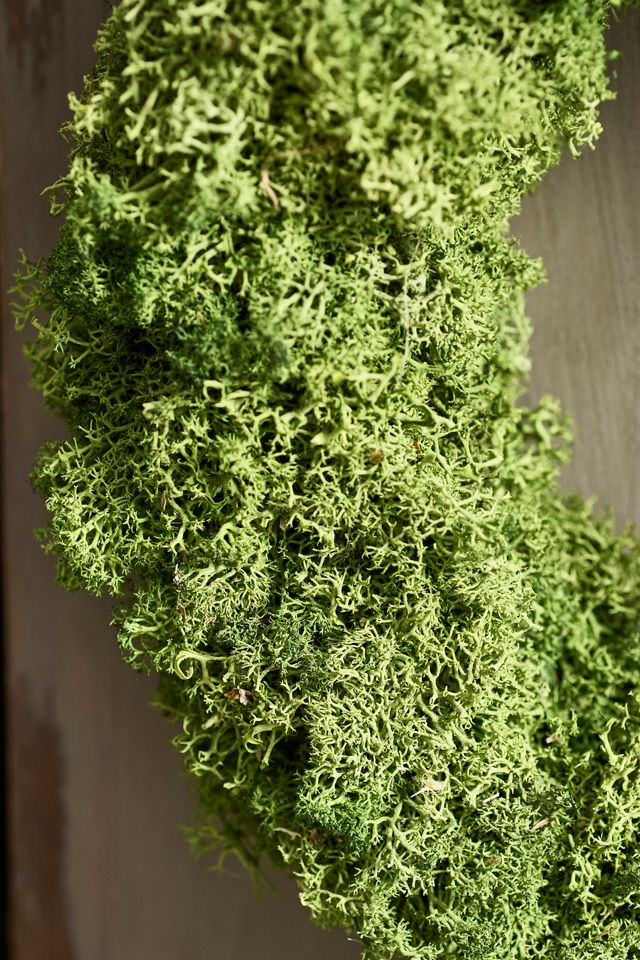 Reindeer Moss Circlet Wreath #2