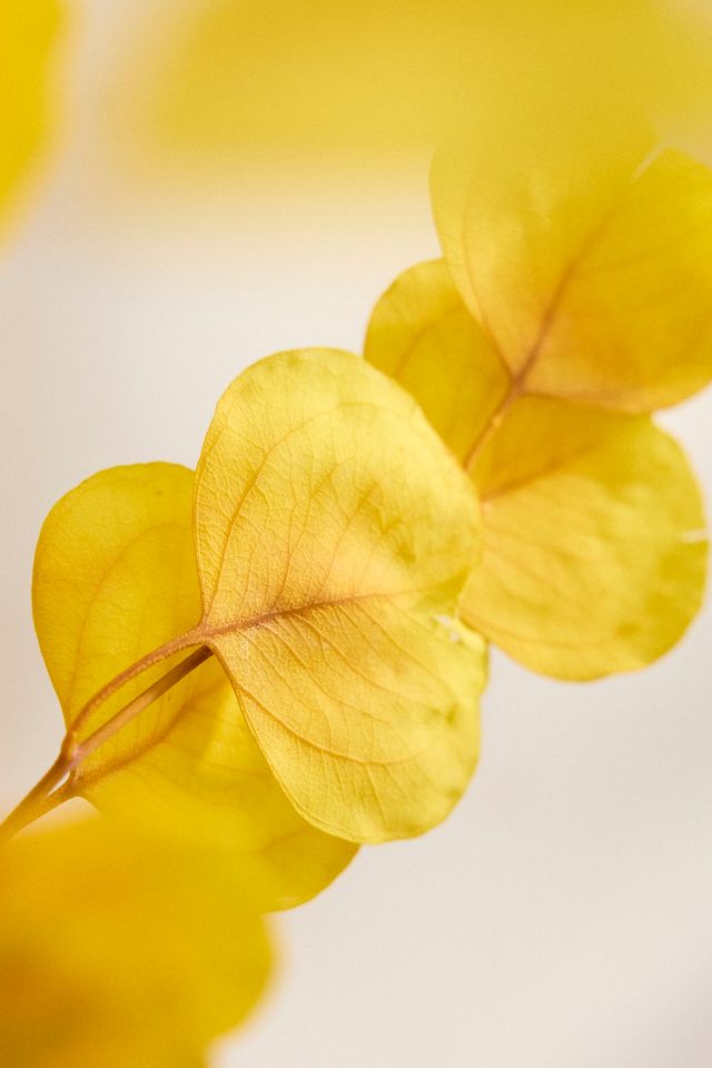 Dried Yellow Eucalyptus Populus Bunch #1