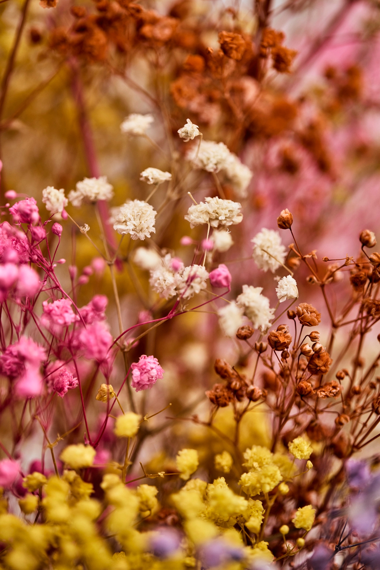 Dried Rainbow Gypsophila Bunch