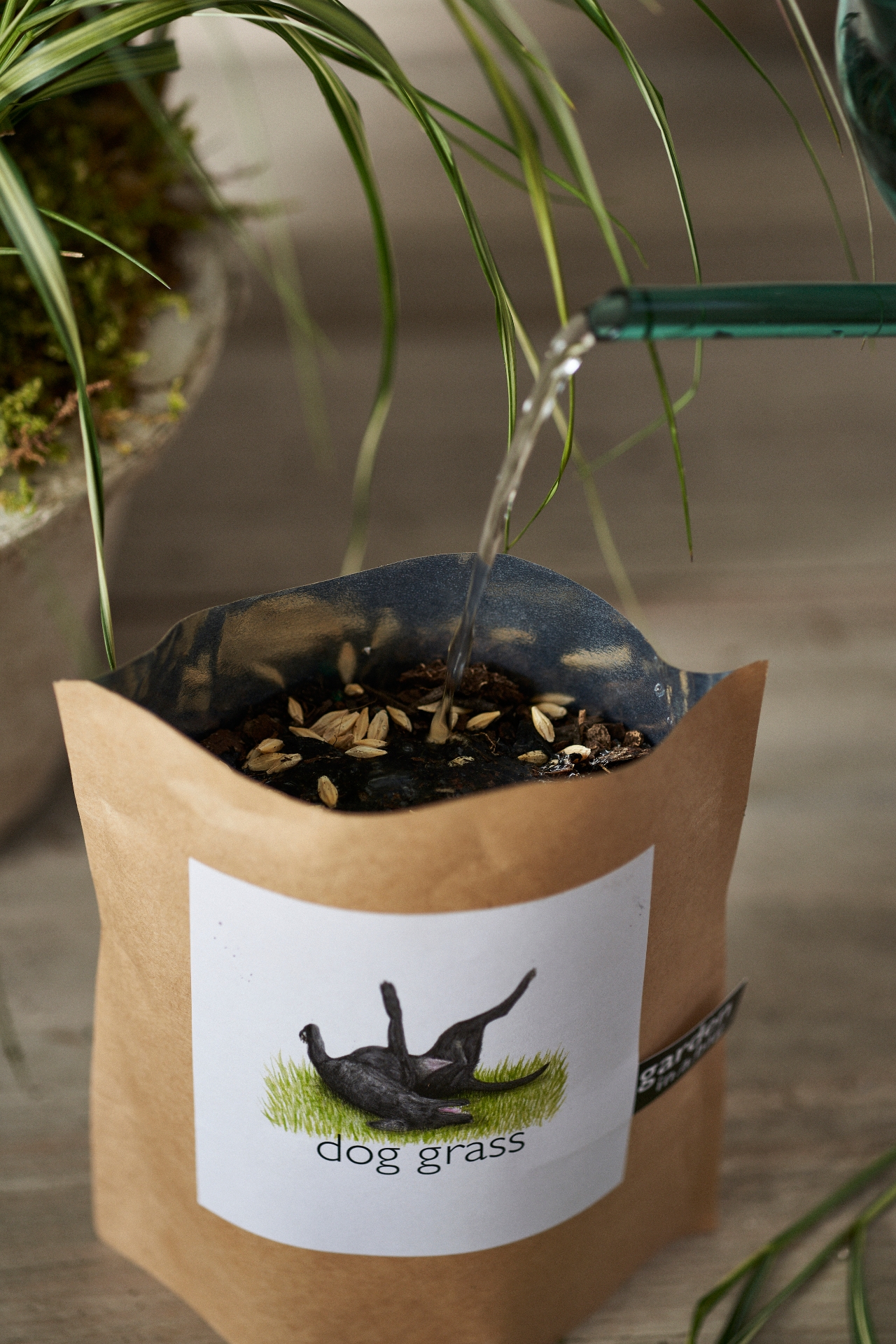 Dog Grass Grow Bag Kit