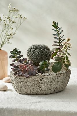 Terrain Pumice Boat Planter