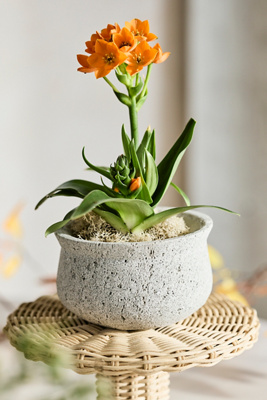 Terrain Pumice Pinched Rim Planter, Low