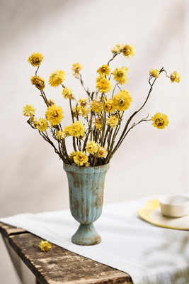 Terrain Dried Strawflower Bunch