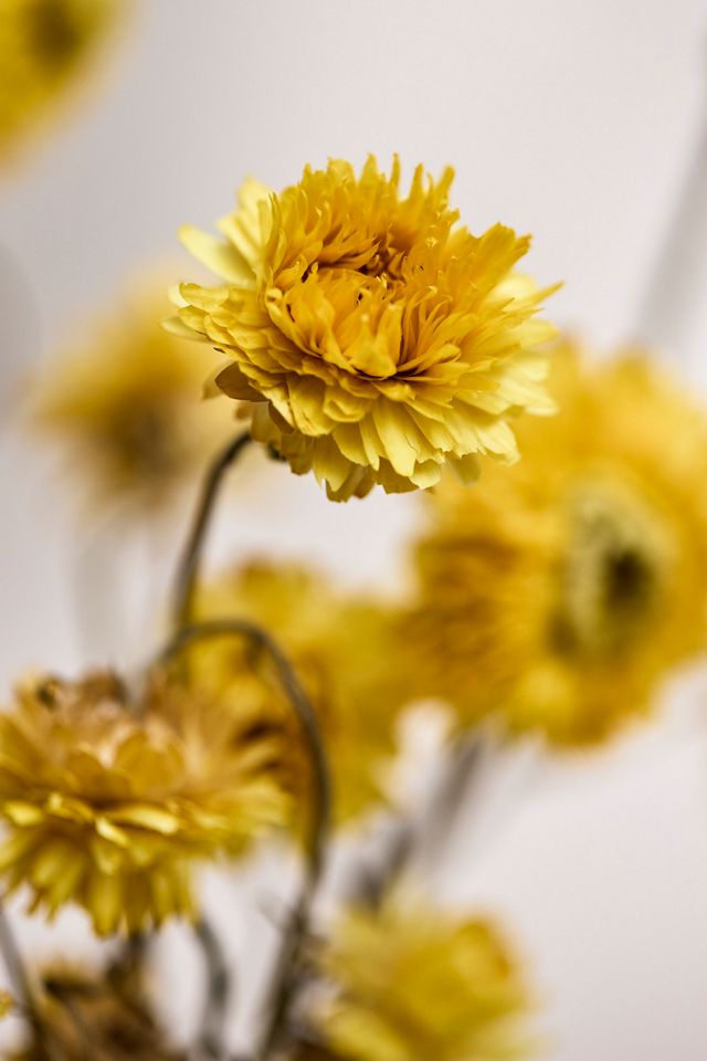 Dried Strawflower Bunch #1