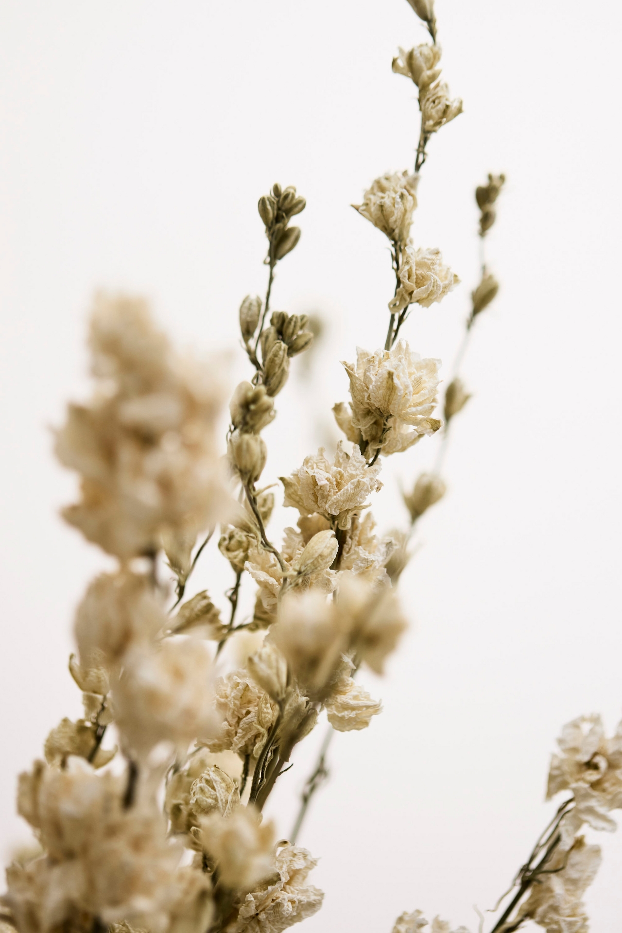 Dried Larkspur Bunch