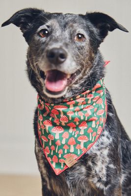 The Foggy Dog Pet Bandana