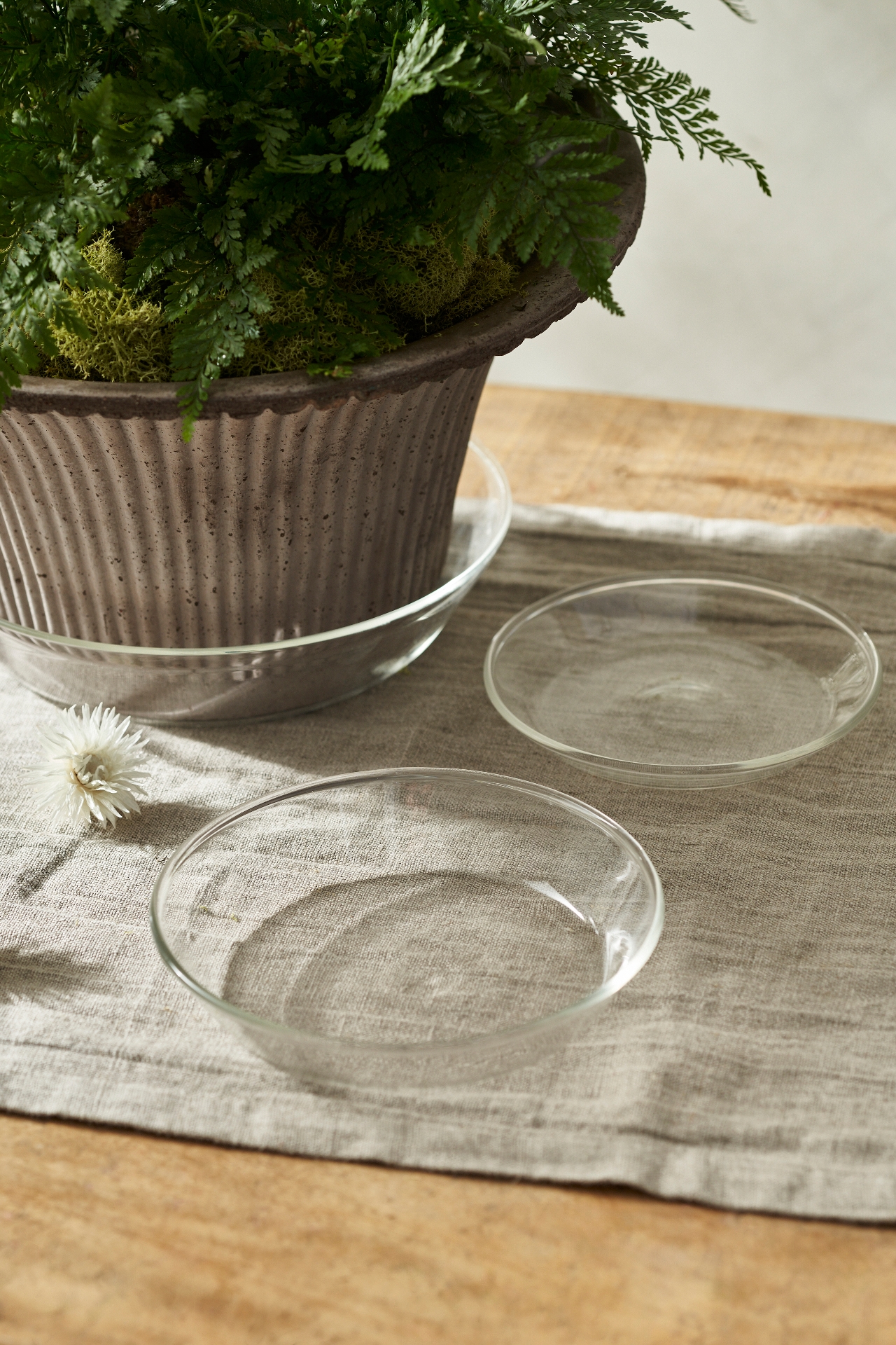 Glass Saucers, Set of 3