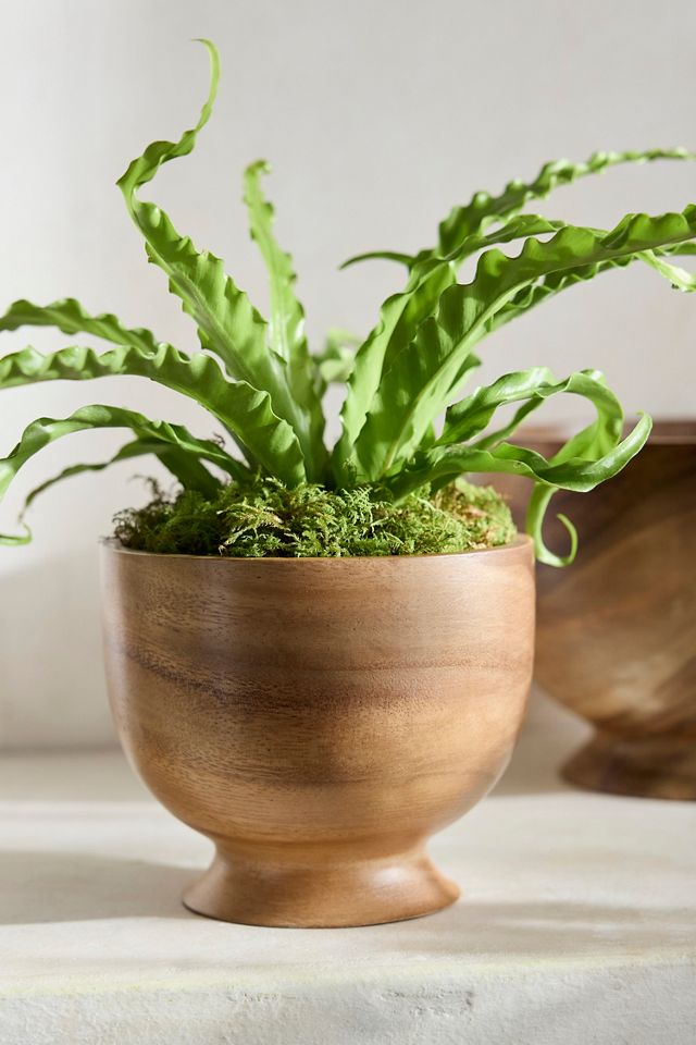 Footed Acacia Bowl Planter #1