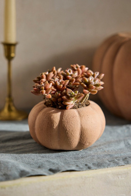 Terrain Terracotta Pumpkin Planter, Mini