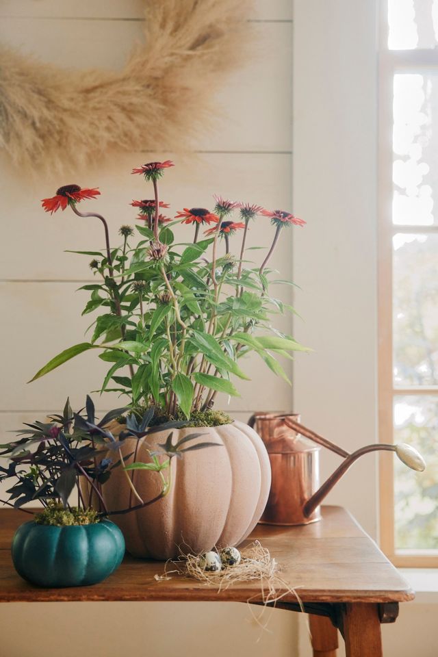 Terracotta Pumpkin Planter | Terrain