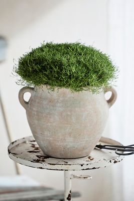Amethyst Terracotta Amphora Planter