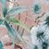 Botanical Pattern