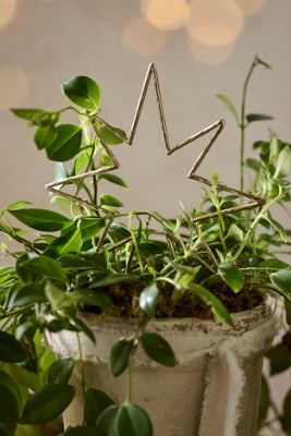 Brass Star Plant Support