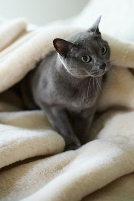 Sophie Faux Fur Throw Blanket
