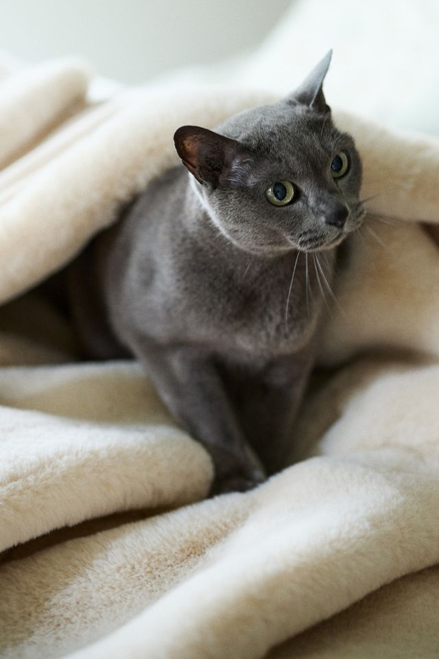 Sophie Faux Fur Throw Blanket | Anthropologie