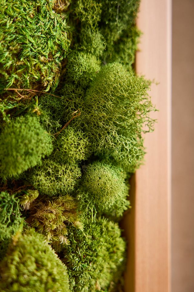 Old Growth Preserved Moss Frame #2