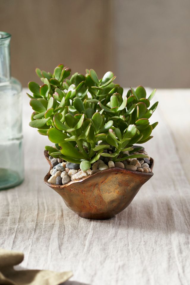 Burnished Petal Bowl Planter #3