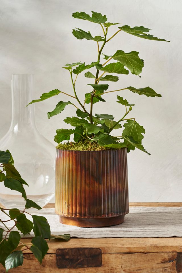 Burnished Ridge Planter #1