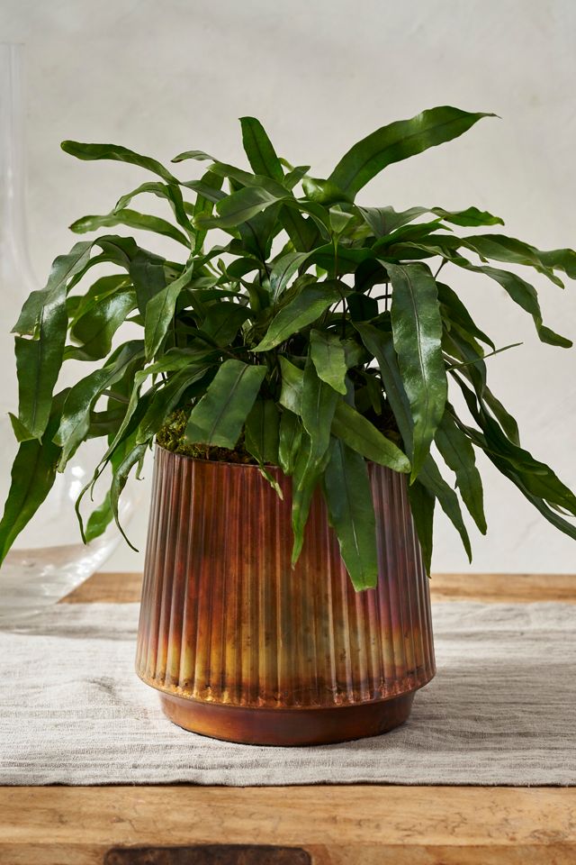 Burnished Ridge Planter #3