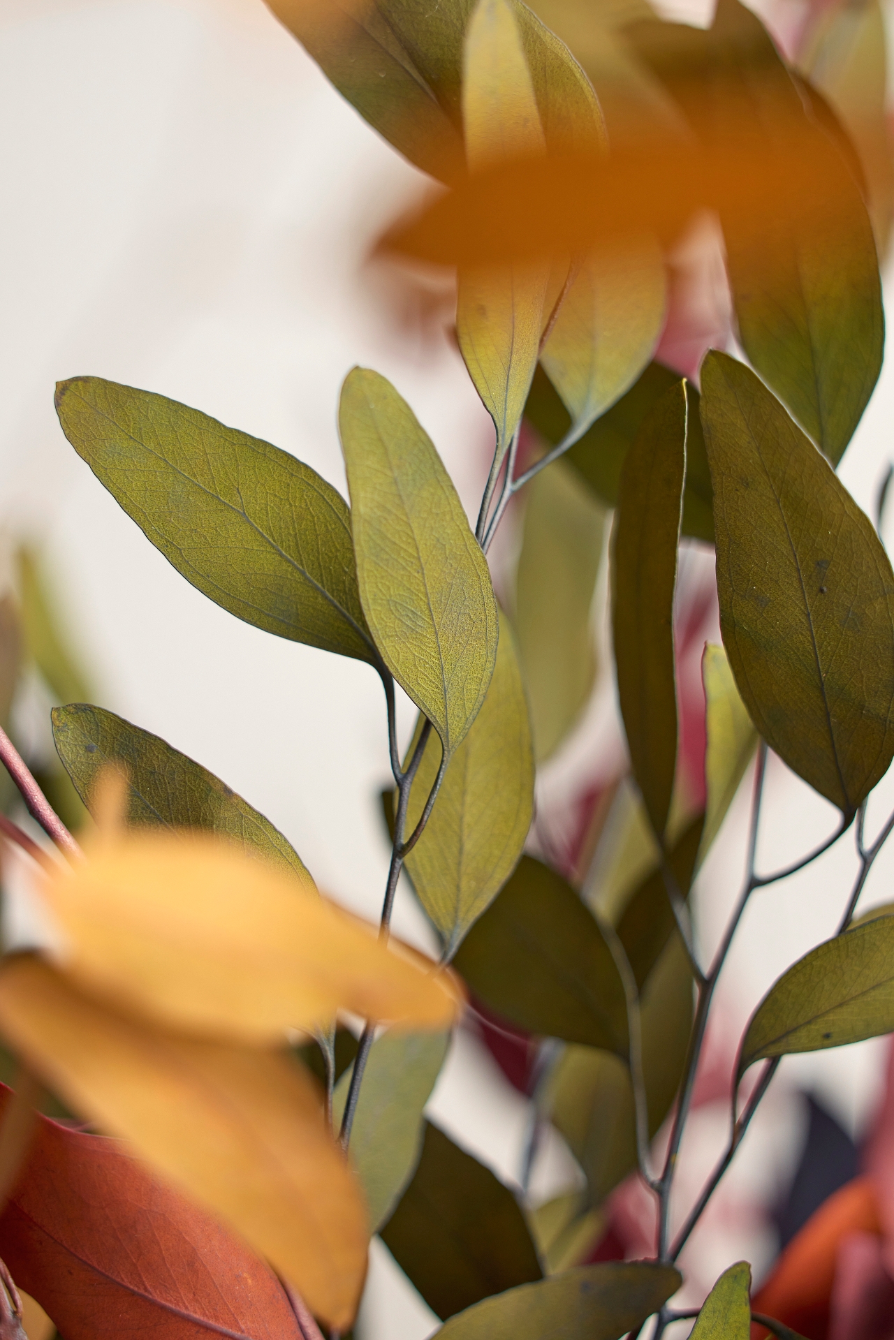 Preserved + Tinted Willow Eucalyptus Bunch