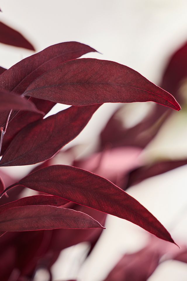 Preserved + Tinted Willow Eucalyptus Bunch #1