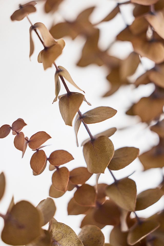 Preserved + Tinted Eucalyptus Bunch #1