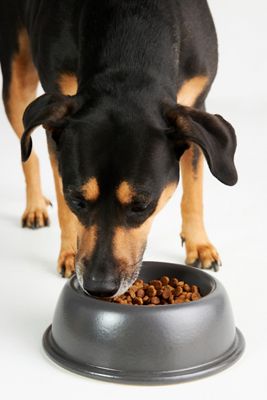 Casafina Pacifica Stoneware Dog Bowl