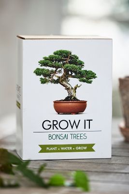 Shop Terrain Bonsai Trees Grow Kit