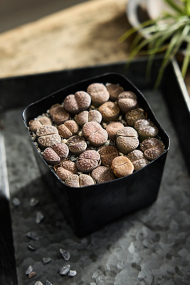 Terrain Lithops Plants